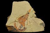 Xiphosurida Arthropod (Pos/Neg) - Horseshoe Crab Ancestor #179408-4